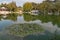 Lilypads or waterlily on a pond with reflection of brush bush around it in the pond.