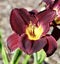 A Lilâ€™ Red Wagon Reblooming Daylily