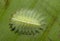 Limacodid Moth Caterpillar seen at Mumbai,Maharashtra,India