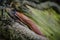 A limax dacampi european slug is crawling up on a branch of a tree