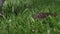 Limax maximus crawling through green grass