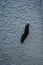 A Limax maximus slug crawls along a white exterior wall in a garden. Berlin, Germany