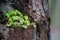 A limb growing on a tree