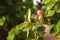 Limb,stalk, Leaves and pink fruit with soft light