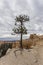 Limber Pine at Bryce Canyon National Park