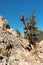 Limber Pine Grove on the North side of Sheep Mountain in the Mosquito Range Colorado.