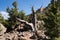 Limber Pine Grove on the North side of Sheep Mountain in the Mosquito Range Colorado.