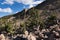 Limber Pine Grove on the North side of Sheep Mountain in the Mosquito Range Colorado.