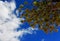 Limber pine tree and the blue sky, Bryce Canyon