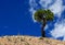 Limber pine tree and the blue sky, Bryce Canyon