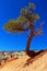 Limber pine tree growing at the edge of Bryce Canyon