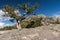 Limber Pine Tree in Rocky Mountain National Park, Colorado.