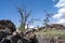 Limber pine trees and sagebrush grow with black lava rock in Craters of the Moon National Monument in Idaho USA