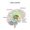 Limbic system. Cross section of the human brain.