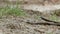 Limbless lizard look like a snake. The Anguis fragilis, or slow worm