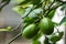 Limbura, Nimbura, Lebu, Nimbu, Green Lemon a citrus fruit Citrus limon of Indian origin