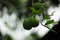 Limbura, Nimbura, Lebu, Nimbu, Green Lemon a citrus fruit Citrus limon of Indian origin. Leaves are pale green, long ovate and