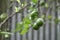 Limbura, Nimbura, Lebu, Nimbu, Green Lemon a citrus fruit Citrus limon of Indian origin. Leaves are pale green, long ovate and