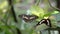 Lime butterfly and another brown color butterfly with wings wide open in a garden.