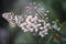 The lime butterfly with Beautiful flowers name is Hiptage benghalensis