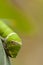 Lime butterfly caterpillar