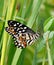 Lime butterfly or Papilio demoleus in green grass