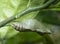 Lime butterfly Papilio demoleus pupae