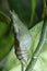 Lime butterfly Papilio demoleus pupae