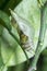 Lime butterfly Papilio demoleus pupae