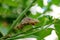 Lime Butterfly Pupa Suspended under a Branch of the Lime Tree