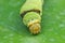 Lime Caterpillar of borneo