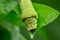 Lime Caterpillar of borneo