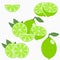 Lime. Citrus fruit with leaf - whole, half, slice. Vector