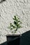 Lime citrus plant in the black pot front of white rough wall with shadow