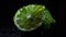 Lime, extreme closeup, slice, green, generative AI