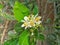 Lime flower in the garden.