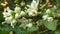 Lime flower Scientific name: Citrus aurantifolia Swing. Common name: Lime, Common Lime or Sour lime has medicinal properties and i