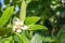 Lime flowers, lemon blossom on tree.