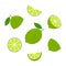 Lime fresh slices icon set. Healthy food group concept. Citrus vitamin c vector illustration