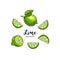 Lime fruit drawing, Half and Slice of Lemon. Watercolor limes on a white background. Vector illustration