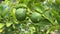 lime fruit in nature garden