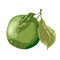 Lime fruit of round shape with leaves on the branch. Sweet sort