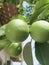 Lime fruit that wants to ripen