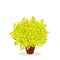 Lime green barberry bush trimmed into a ball shape