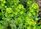 Lime green color of Wood Spurge plants