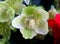 Lime green flower of Christmas Rose, a buttercup plant from Europe