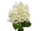 Lime green flower hydrangea or hortensia head. On a white background