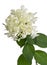 Lime green flower hydrangea or hortensia head. On a white background