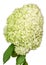 Lime green flower hydrangea or hortensia head. On a white background