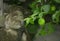 Lime green grows on the tree on the background of the sculpture women praying